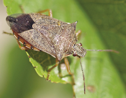 Photograph of spined soldier bug adult.